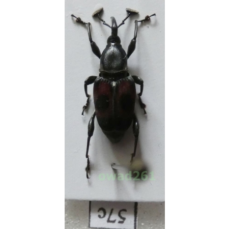 Cercidocerus sanguinipes (Heller, 1924) Philippines57c